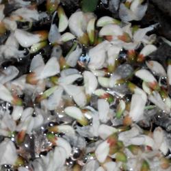 蒸槐花菜的做法[图]