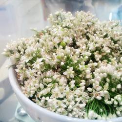 韭菜花酱的做法[图]