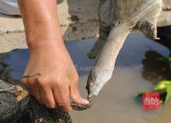 红烧甲鱼制作方法的做法图解3