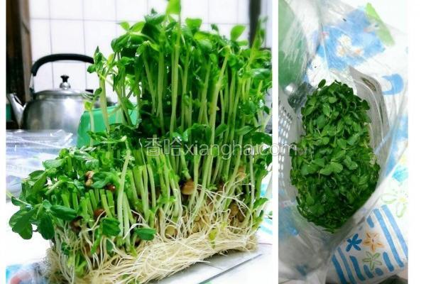 快炒豌豆苗