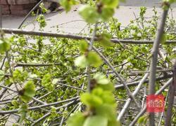 榆钱窝窝头的做法图解1