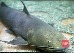 正宗诸葛烤鱼（鲶鱼版）的做法图解1