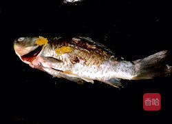 鲫鱼豆腐汤的做法图解2