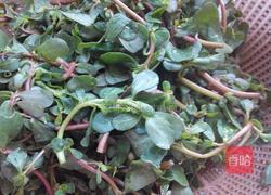 凉拌蒜泥马齿苋的做法图解1