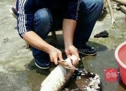 清蒸草鱼（广东又叫鲩鱼）的做法图解1