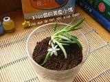 盆栽酸奶的做法[图]