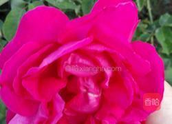 玫瑰酱的做法图解1