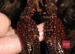 湖北潜江油焖大虾（特推）的做法图解2