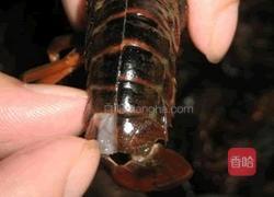 湖北潜江油焖大虾(特推)的做法图解3