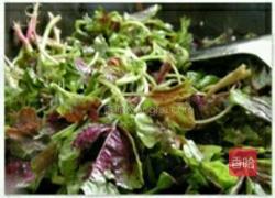 蒜蓉苋菜的做法图解1