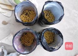 自制黄豆芽（饮料瓶）的做法图解4