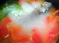 木瓜鲫鱼奶白汤的做法图解6