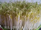 芽苗菜的做法[图]