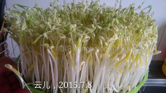 芽苗菜