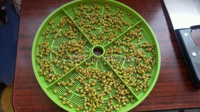 第一层放入适量泡过绿豆