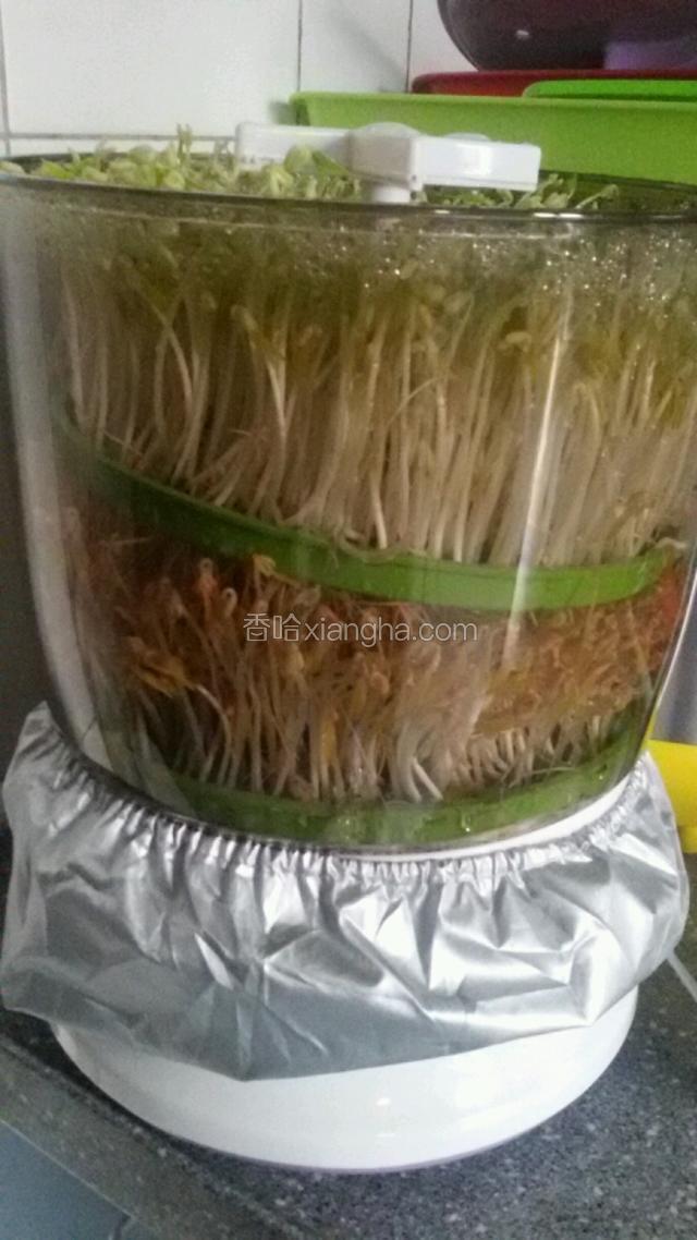 60个小时芽苗发好