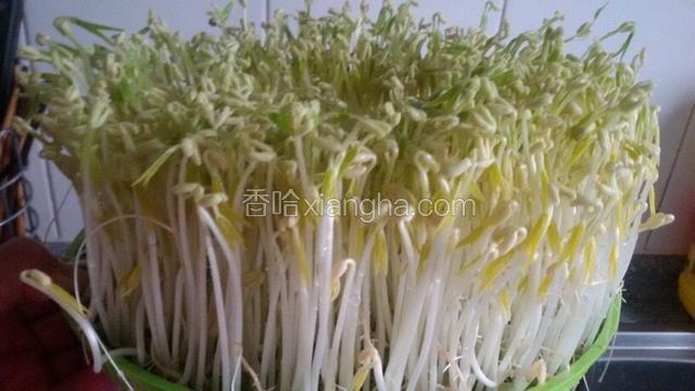 发好成品绿豆芽