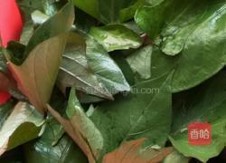 凉拌红薯叶的做法图解2