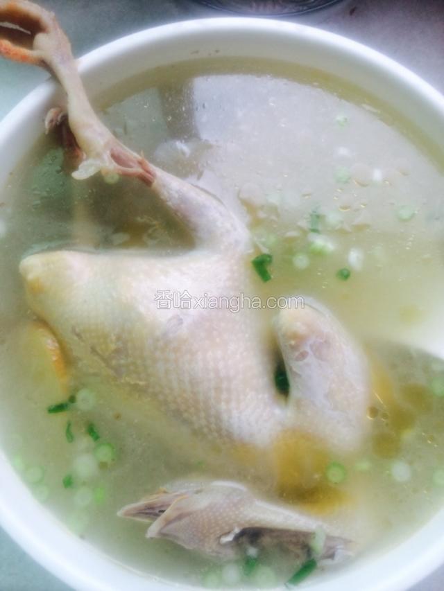 鸽子蘑菇汤