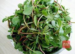 凉拌马齿苋的做法图解2