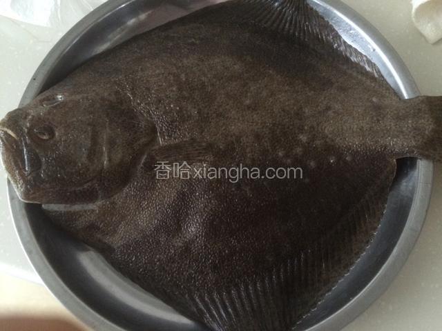 新鲜多宝鱼一条；
