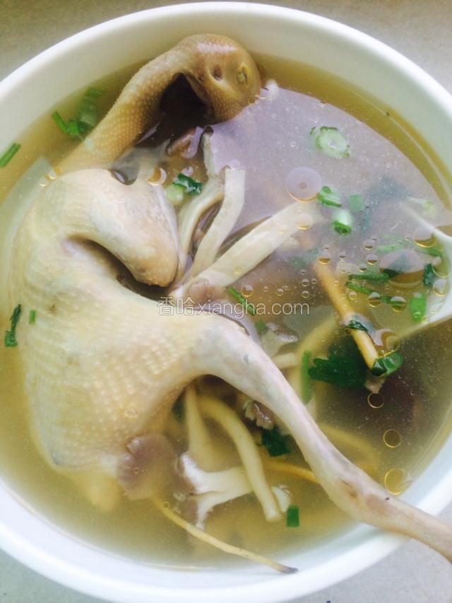 鸽子蘑菇汤