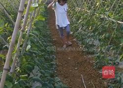 凉拌泡豇豆的做法图解1