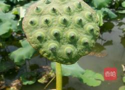 莲子红枣枸杞茶的做法图解1