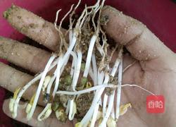 自制绿豆芽（沙培法）的做法图解8