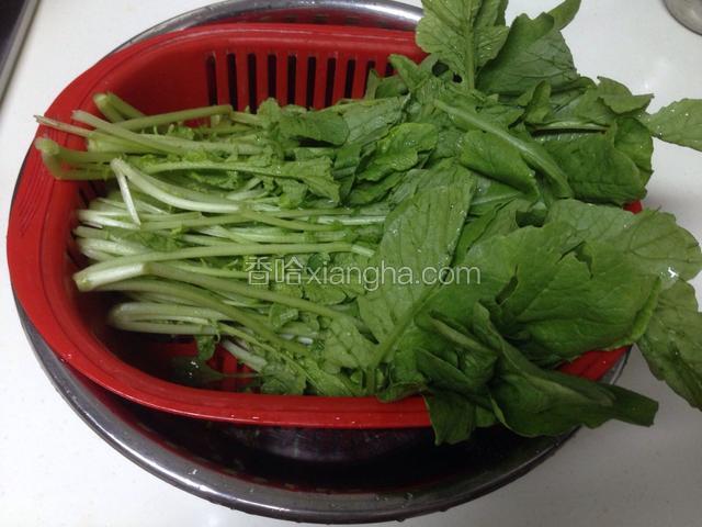 将萝卜菜控水备用