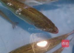 茄汁鲈鱼的做法图解1