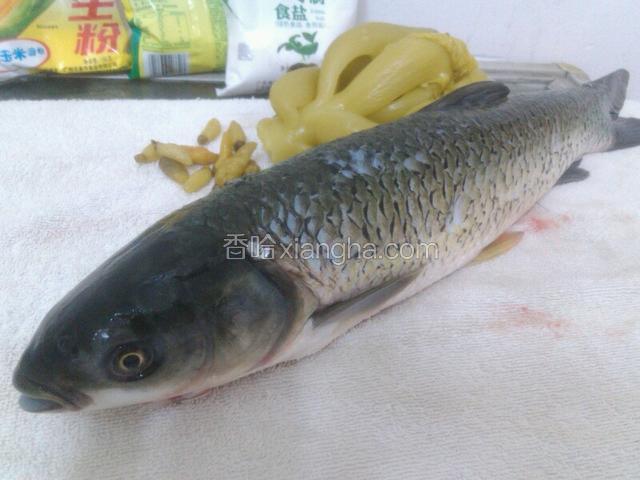 鲩鱼去磷去内脏