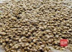 黄豆做酱捂豆篇的做法图解13