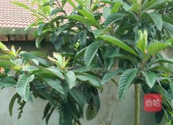 冰糖枇杷汁的做法图解1