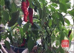 腌红辣椒片的做法图解1