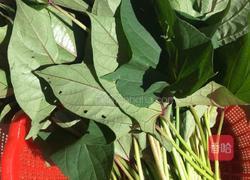 辣炒红薯尖的做法图解1