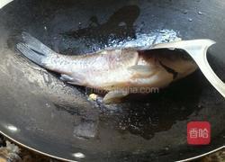 鲫鱼养生汤的做法图解2