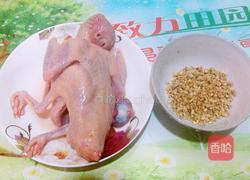 老鸽炖参汤的做法图解1