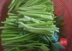 素炒苕尖的做法图解2