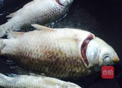 野生鲫鱼煨豆腐的做法图解3