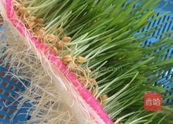 麦芽糖的做法图解6