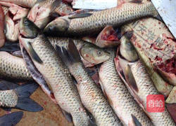 松子鱼的做法图解1