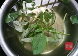 炒寒菜的做法图解2