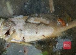 红烧大黄花鱼的做法图解5