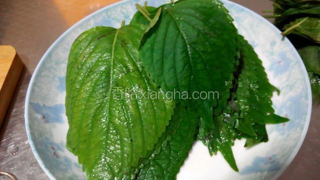 将苏子叶洗净控出多余水份。