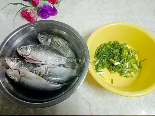 鲫鱼洗干净，沥干水份，放入3勺子料酒腌一下。香菜，葱洗干净切段。
