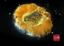 手撕鸡腿的做法图解10