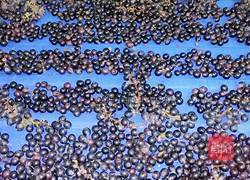 野生葡萄酒的做法图解2