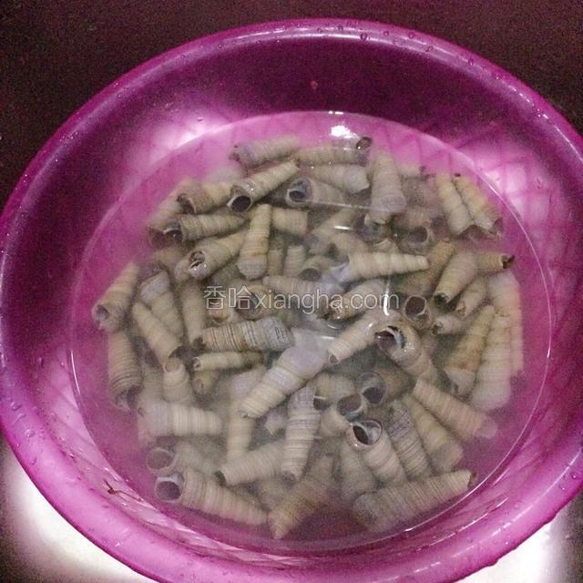 将钉螺在清水中静养24小时，使其吐净泥沙。用刷子刷干净表皮。用硬器把钉螺尾端敲掉；要用鼻子闻味的方法将味道不好的（就是坏掉的螺）选择丢掉。