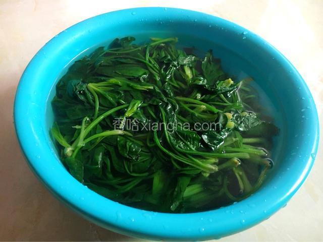 准备一大碗凉开水，把焯熟的菠菜浸泡片刻后，把菠菜挤干水分。